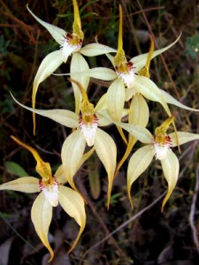 Flowers - Spider Orchid